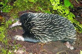 豪猪最新爆料3.0  第1张